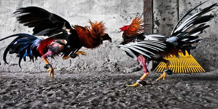 Hướng Dẫn Cách Chơi Đá Gà GA28 Tại Fi88 Chi Tiết Cho Kê Thủ