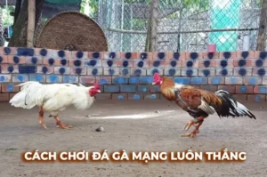 Chinh Phục Đấu Trường Đá Gà Sabong Fi88 Với Bí Kíp Bất Bại