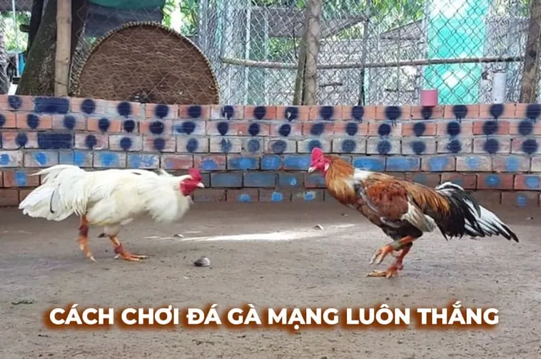 Chinh Phục Đấu Trường Đá Gà Sabong Fi88 Với Bí Kíp Bất Bại