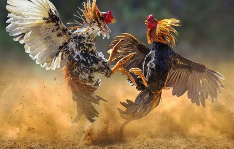 Nắm Trọn Bí Kíp Chơi Đá Gà WS168 Fi88 Để Thắng Tiền Tỷ